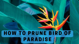 How to prune bird of paradise
