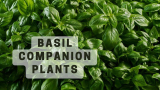 Basil companion plants