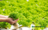 12 Best Easiest Plants to Grow Hydroponically