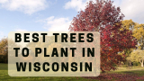 Best trees to plant in Wisconsin