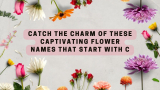 Catch the Charm of These Captivating Flower Names that Start with C