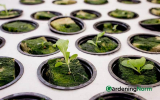 Can You Use Rockwool Insulation for Hydroponics?
