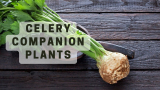 Celery companion plants