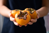 How to grow persimmon from seed? (Persimmon Seed Germination)