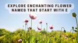 Explore Enchanting Flower Names that Start with E