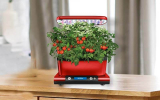 How to Grow Juicy Red Tomatoes in Aerogarden: Stepwise Guide 