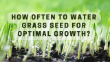 How Often To Water Grass Seed for Optimal Growth?