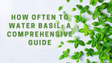 How Often to Water Basil: A Comprehensive Guide