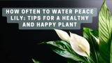 How Often to Water Peace Lily: Tips for a Healthy and Happy Plant