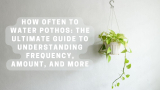 How Often to Water Pothos: The Ultimate Guide to Understanding Frequency, Amount, and More