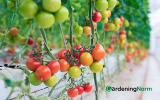 How To Grow Tomatoes Hydroponically Outdoors?