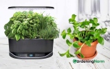 How To Transplant AeroGarden Plants and Herbs 