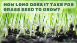 How long does it take for grass seed to grow?