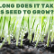 How long does it take for grass seed to grow?