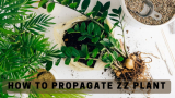How to propagate ZZ plant