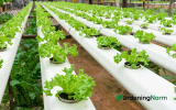 5 Hydroponic Grow Systems to Cultivate Plants without Soil