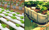 Hydroponics vs. Aquaponics: Which is Best for You?