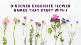 Discover Exquisite Flower Names that Start with I