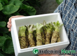 How To Grow Wasabi: Step-by-step Guide