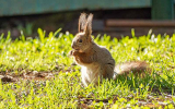 9 Actionable Tips To Keep Squirrels Out of Your Lawn & Vegetable Garden
