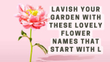 Lavish Your Garden with These Lovely Flower Names that Start with L