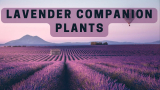 Lavender companion plants
