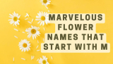 Marvelous Flower Names that Start with M