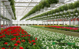 Top 8 Most Profitable Plants to Grow in Your Greenhouse