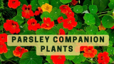Nasturtium companion plants