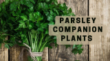 Parsley companion plants