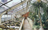 Can Plants Live in a Greenhouse During Winter Without a Heater?