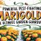 Powerful Pest-Fighting Marigolds: The Ultimate Garden Guardians
