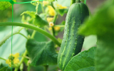 Proven Tips to Grow Cucumber in Indoor Hydroponic Garden
