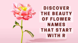 Discover the Beauty of Flower Names that Start with R