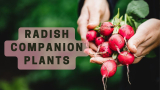 Radish companion plants