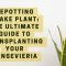 Repotting Snake Plant: The Ultimate Guide to Transplanting Your Sansevieria