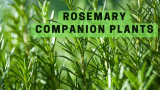 Rosemary companion plants
