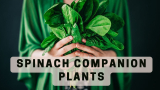 Spinach companion plants