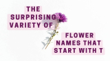 The Surprising Variety of Flower Names that Start with T