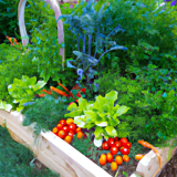 The Best Vegetables to Grow in a Raised Garden Bed