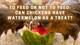 To Feed or Not to Feed: Can Chickens Have Watermelon as a Treat?