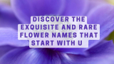 Discover the Exquisite and Rare Flower Names that Start with U