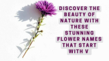 Discover the Beauty of Nature with These Stunning Flower Names that Start with V