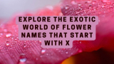 Explore the Exotic World of Flower Names that Start with X