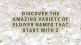 Discover the Amazing Variety of Flower Names that Start with Z
