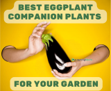 Best Eggplant Companion Plants For Your Garden