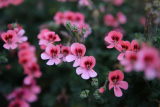 Unlock the Secrets to Stunning Geranium Blooms