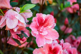 Stunning Hibiscus Plants: Perennial Beauties or One-Season Wonders