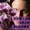 How long do orchid blooms last