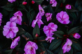 Unlock the Secrets to Thriving New Guinea Impatiens